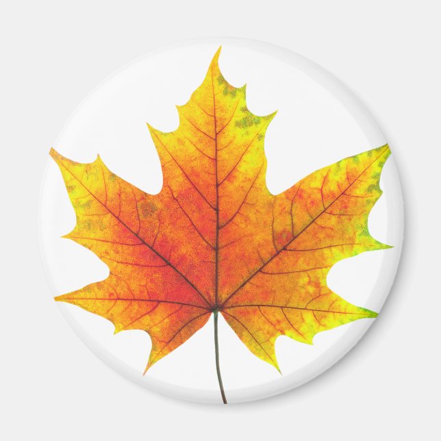 Multicolored maple leaf magnet (Front)