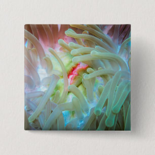 Multicolored Sea Anemone 2 Inch Square Button