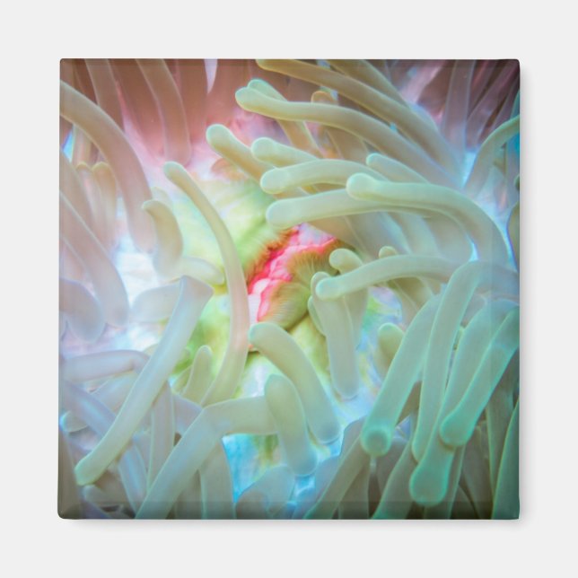 Multicolored Sea Anemone Magnet (Front)