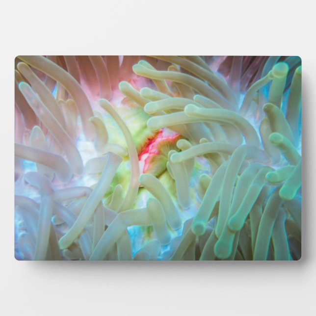 Multicolored Sea Anemone Plaque (Front)