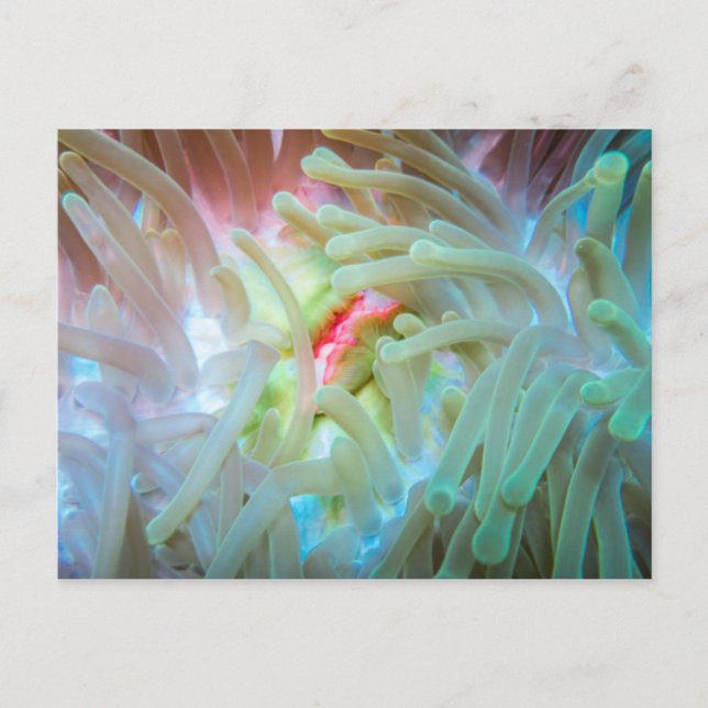 Multicolored Sea Anemone Postcard (Front)