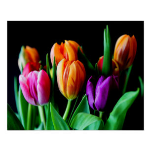 Multicolored Tulip Flowers with Black Background  Poster