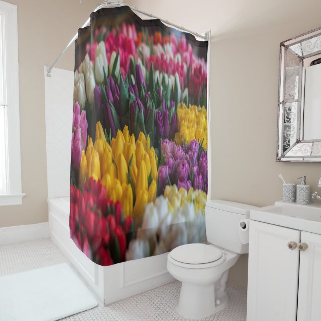 Multicolored Tulips (In Situ)