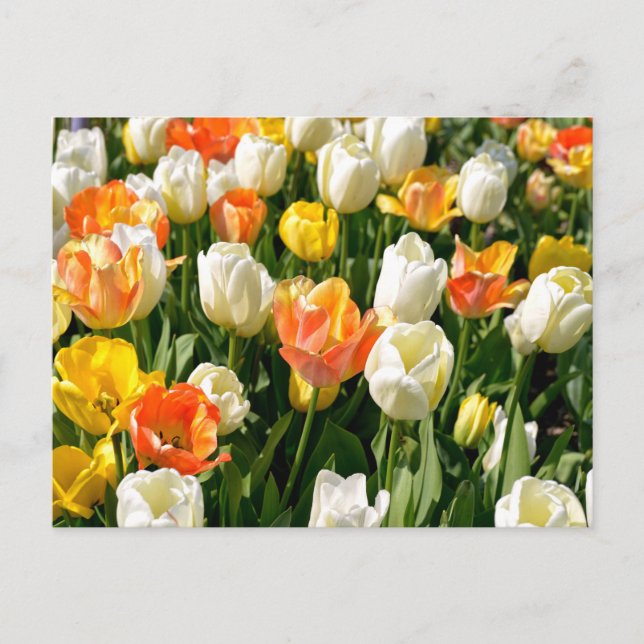 Multicolored tulips in garden holiday postcard (Front)