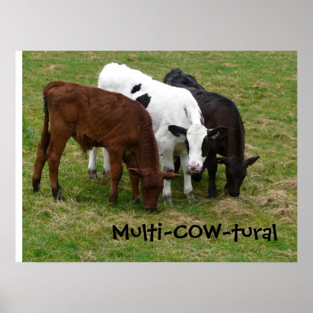 Multicultural? We're Multi-COW-tural! Poster (Front)