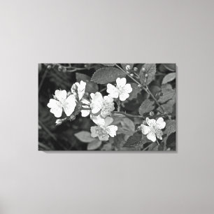 Multiflora Rose Wildflower - Black And White Canvas Print