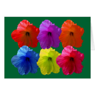 Multiple Coloured Hibiscus Flowers