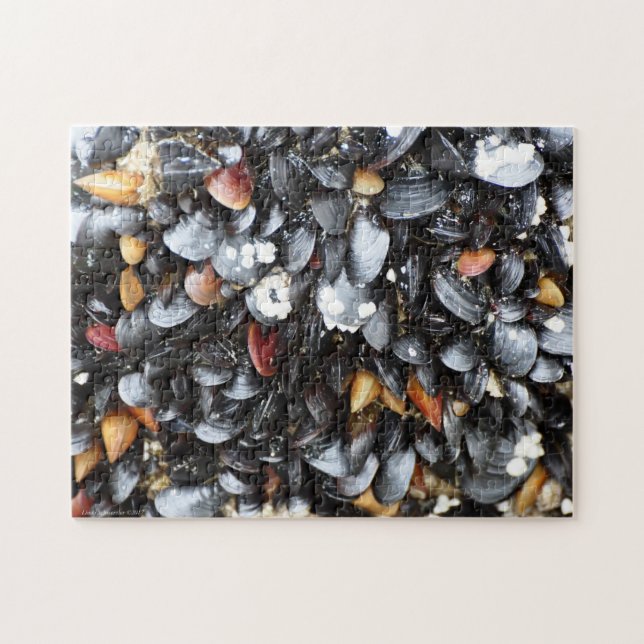 Multiple Mussel Shell Puzzle (Horizontal)