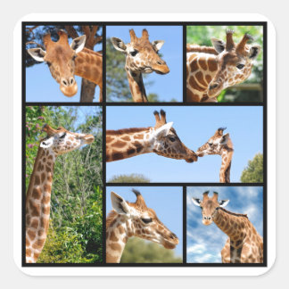 Multiple photos of giraffes square sticker