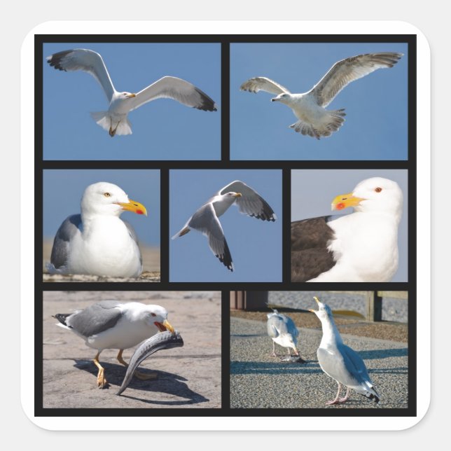 Multiple photos of seagulls square sticker (Front)