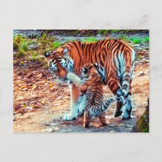 Mum and Baby Tiger Postcard (Front)