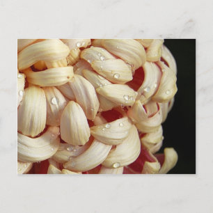 Mum with Waterdrops Postcard