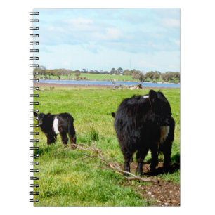 Mummy And Baby Galloway Cow, Notebook