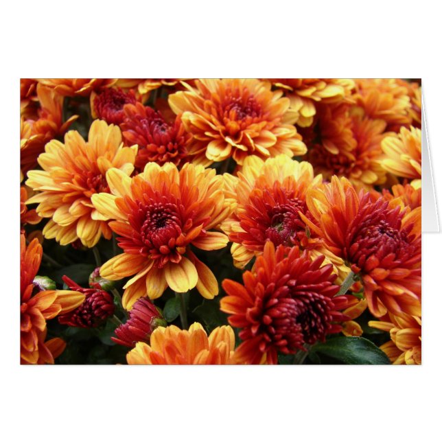 Mums (Front Horizontal)