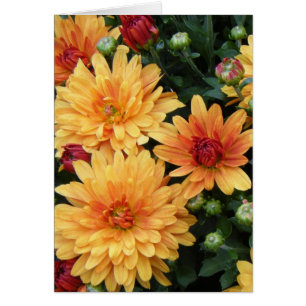 "Mums"