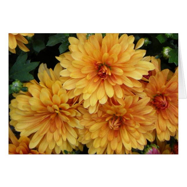 "Mums II" (Front Horizontal)