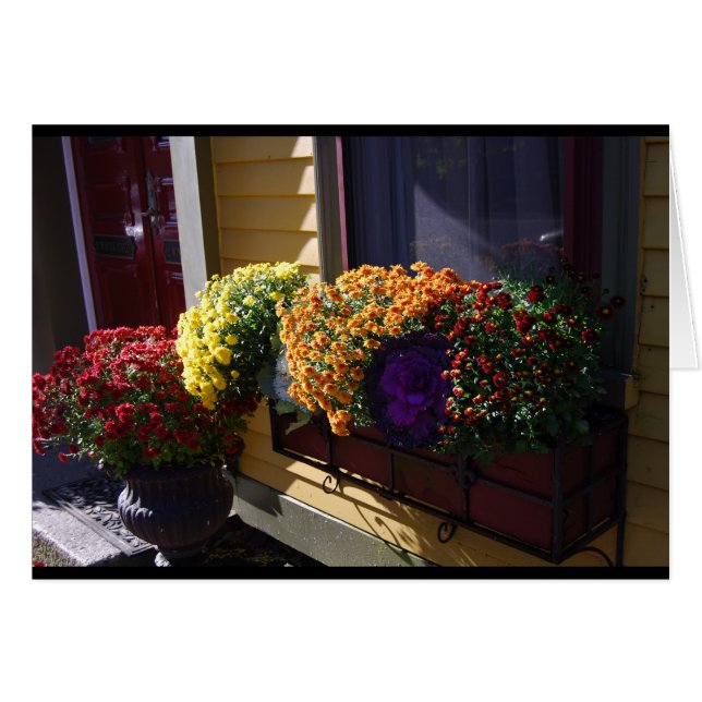 Mums in Salem, MA. (Front Horizontal)