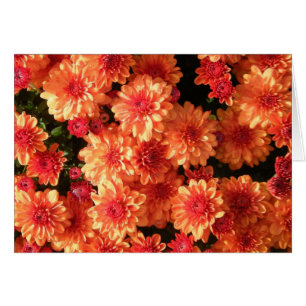 "Mums Orange Blushing"