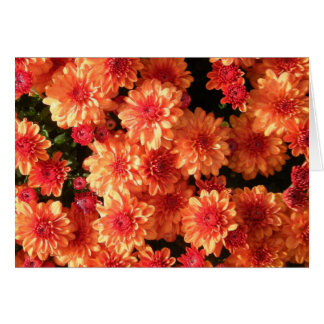 "Mums Orange Blushing"