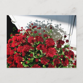 Mums Shadows Postcard