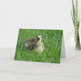 Munching Grass Gosling Card