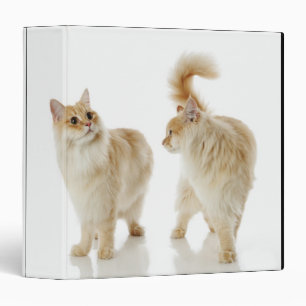 Munchkin cats binder