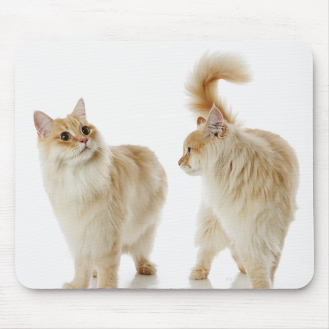 Munchkin cats mouse pad (Front)