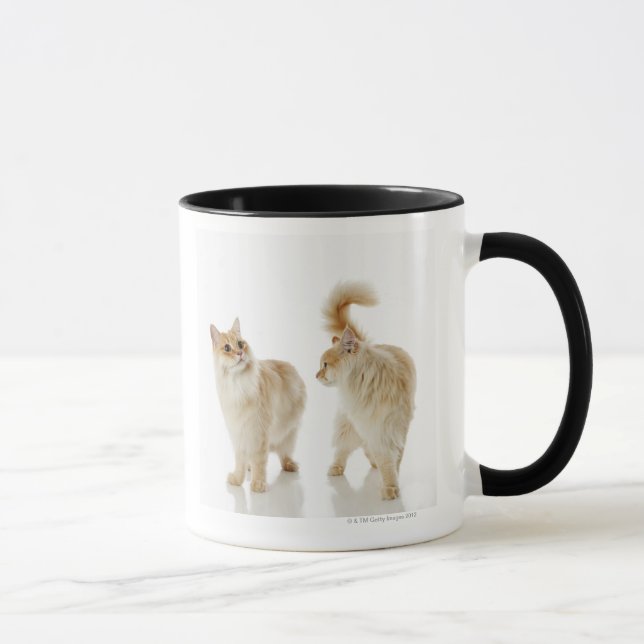 Munchkin cats mug (Right)
