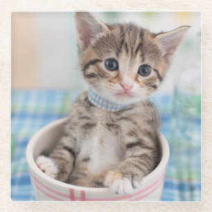 Munchkin Kitten With Pretty Ribbon Glass Coaster