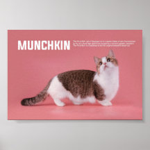 Munchkin Or Sausage Cat Breed