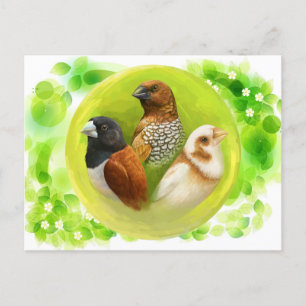 Munia finches realistic painting postcard