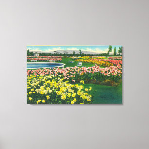 Municipal Rose Garden in Santa Clara County Canvas Print