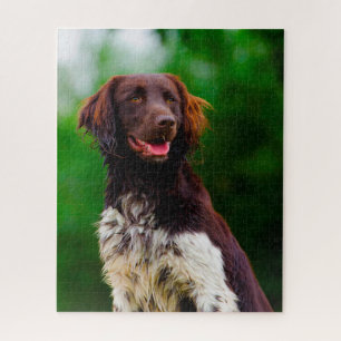 Munsterlander Dog. Jigsaw Puzzle
