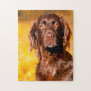 Munsterlander Dog. Jigsaw Puzzle