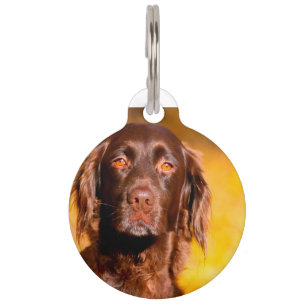 Munsterlander Dog Pet Tag