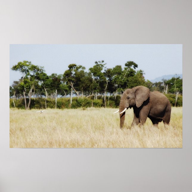 Mur à poster d'African Elephant suspendu (Devant)
