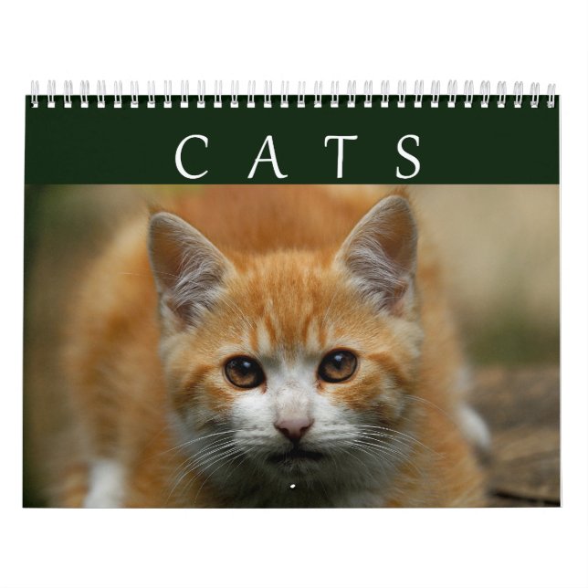 Mural Calendrier 2016 de chat (Protection)