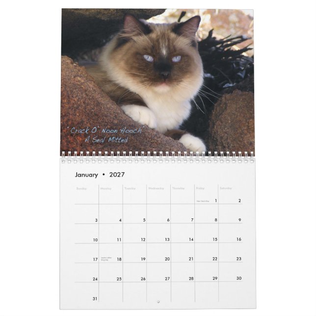 Mural Calendrier de chat de Ragdoll (Jan 2027)