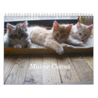 Calendrier de chaton de ragondin du Maine