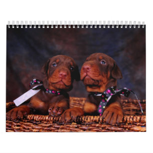 Mural Calendrier de chiot de dobermann