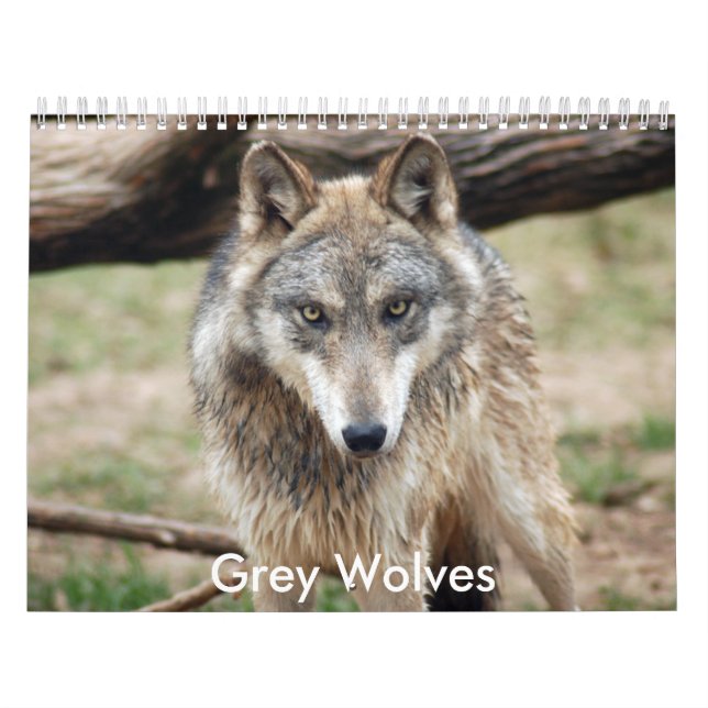 Mural Calendrier de loups gris, loups gris (Protection)