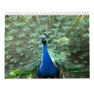 Mural Calendrier de Peacock