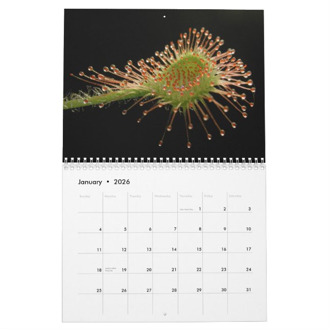 Mural Calendrier de plantes carnivores (Jan 2026)