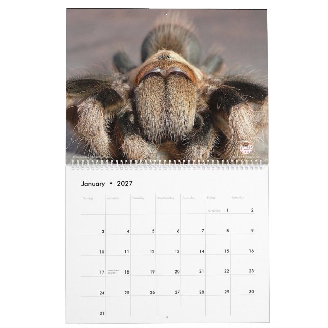 Mural Calendrier de tarentule pour 2018 (Jan 2027)