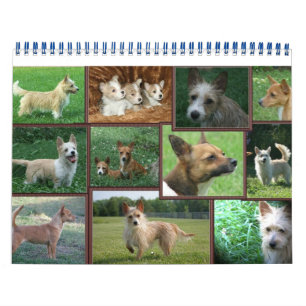 Mural Calendrier portugais Podengo Pequeno