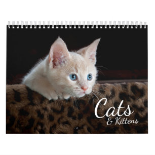 Mural Cats et chatons Calendrier photo pour animaux de c
