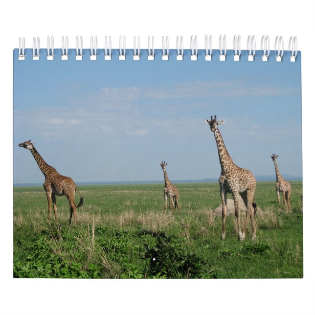 Mural Girafe calendrier (Protection)