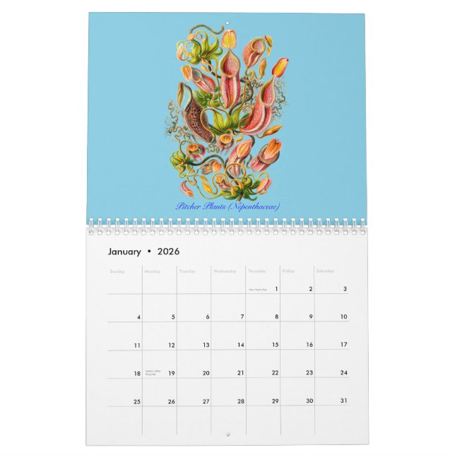 Mural Un calendrier des plantes d'Ernst Haeckel (Jan 2026)