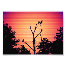 Murder of Crows in a Dead Tree (Sunset Version)