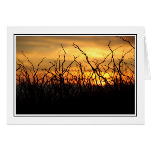 Mûres au coucher du soleil